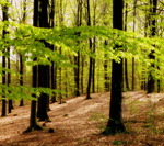 Sk&ouml;na maj v&auml;lkommen