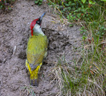 Gr&ouml;ng&ouml;ling letar myror