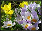 Crocus Blue And Yellow