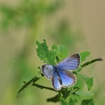 &Auml;ngsbl&aring;vinge