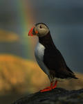 Puffin