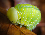 Grön larv