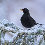 Koltrast på snögren