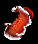 Spanish Dancer (Hexabranchus sanguineus)