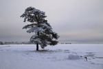 Ensamma trädet