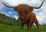 Highland Cattle