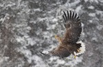 WHITE TAILED EAGLE