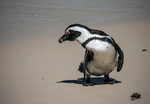 African penguin 5