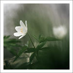 Vitsippa - Anemone nemorosa I