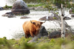 Highland Cattle nere vid östersjön