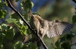 EURASIEN WRYNECK