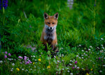 Rävunge i midsommarblomster