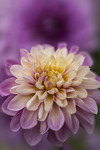 Dahlia
