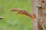 squirrel in the air