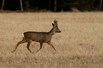 R&aring;djur (Capreolus capreolus).jpg