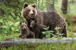 Björn med ungar