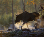 Med full rök över hygget