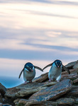 Par i pingviner