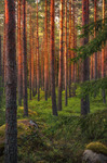 Evening light in the forest