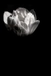 White tulip