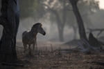 En Zebra i Mana Pools i Zimbabwe