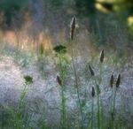 Daggv&aring;tt gr&auml;s