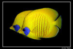 Masked butterflyfish