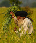 bortrensning av flyghavre-Indien