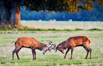 Deer fight