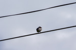 Bird on a wire