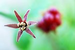 Rubus Arcticus