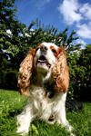 Cavalier King Charles Spaniel