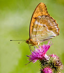 Silverstreckad p&auml;rlemorfj&auml;ril