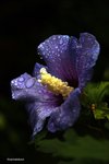 Vacker hibiscus