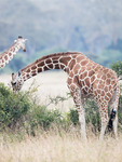 Nätgiraff, Solio Game Reserve