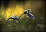 Pulsatilla vulgaris