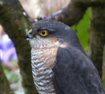 V&aring;t Sparvh&ouml;k