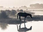 Doñana nationalpark