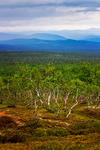 Birches and blues