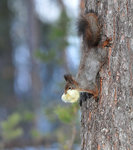 Bobygge p&aring; g&aring;ng.....?