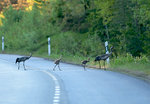 Grus grus på asfalt