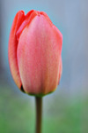 Tulpan