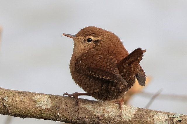 G&auml;rdsmyg vid Bandygrytan