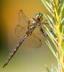 Gulfl&auml;ckad glanstrollsl&auml;nda