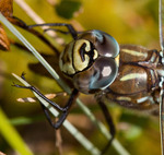 Starrisportr&auml;tt