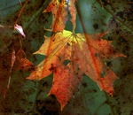 L&ouml;v med f&auml;rg