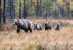 Björnfamiljen
