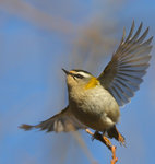 Brandkronad kungsf&aring;gel