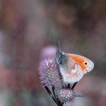 Kamgr&auml;sfj&auml;ril