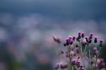 Blue thistle